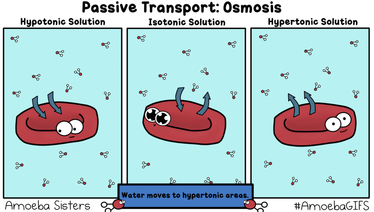 osmosis in a cell osmosis in a cell